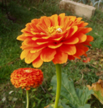 Links: Originalbild. Mitte: der gewählte Kanal. Rechts: der Ebenendialog.